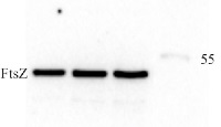 FtsZ | Procaryotic cell division GTPase in the group Antibodies, Bacterial/Fungal at Agrisera AB (Antibodies for research) (AS10 715)